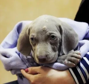 Piodermite: cachorro precisa de auxílio de profissional para combater a doença