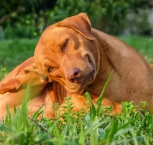  A piodermite canina é uma doença de pele mais comum do que se imagina