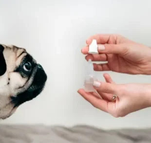 Assim como humanos usam dipirona, cachorro também pode tomar o remédio para aliviar dor e febre