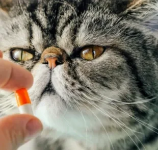 Na hora de dar comprimido para gatos, existem algumas técnicas que podem ajudar