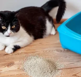 A farinha de mandioca na areia do gato pode desencadear problemas respiratórios nos animais