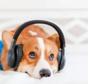 Música para acalmar cachorro ajuda em situações de ansiedade ou medo, como durante uma queima de fogos