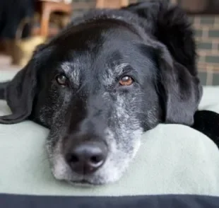 A idade do cachorro mais velho do mundo pode deixar todos surpreendidos