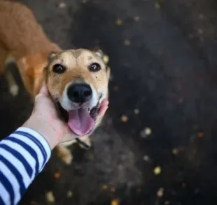  Adotar cachorro é um ato de amor que requer cuidados essenciais 