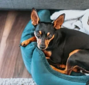 O Pinscher é um cachorro pequeno, destemido e com características únicas