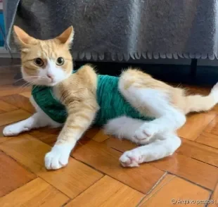 A roupa para gato castrado é uma das opções mais indicadas para o pós-operatório