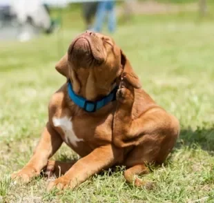 A sarna em cachorro muitas vezes causa coceira, mas é algo que vai depender do tipo da doença