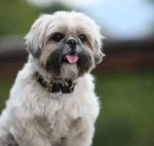 A tosa higiênica para cachorro é recomendada para cães bem peludinhos, como o Shih Tzu!