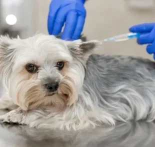 A vacina contra raiva é fundamental na prevenção de uma das doenças mais graves que podem afetar os cães