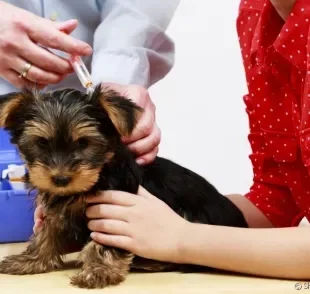 A vacina para cachorro filhote garante uma vida saudável e protegida para o seu pet