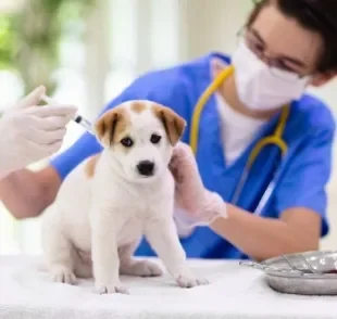 A vacina para cachorro filhote é indispensável para cuidar da saúde do seu pet