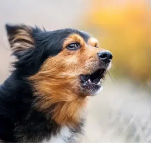 O cachorro latindo pode ter diferentes entonações e representar várias situações