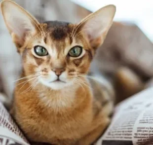 O gato Abissínio é um felino que encanta os lares de muitas famílias