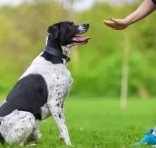 O adestramento de cães é essencial para pets que apresentam alguns sinais específicos no seu comportamento