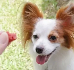 O bifinho para cachorro faz sucesso entre os cães, mas deve ser oferecido em poucas quantidades