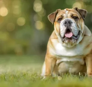 O Bulldog Inglês tem uma aparência única e um jeitinho muito cativante