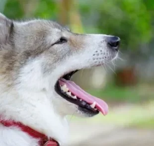 O cachorro com mau hálito normalmente é um sinal da falta de higiene bucal