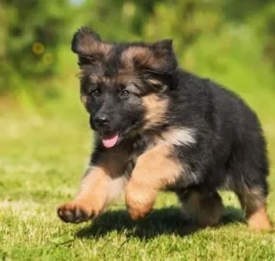 o nanismo em cachorro está relacionado a alterações hormonais e é uma condição muito rara