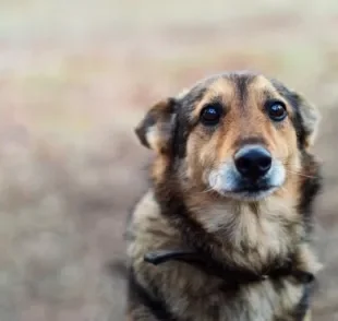 Cachorro de rua pode ficar agressivo com interação e resgate deve ser feito com cuidado