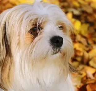 O Lhasa Apso é um cãozinho muito protetor e gosta de alertar sempre que acha que seu dono está correndo perigo