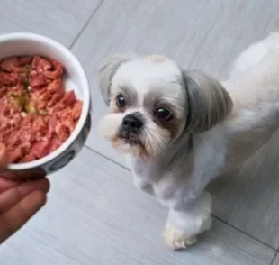 O cachorro pode comer comer carne de porco com algumas condições de preparo