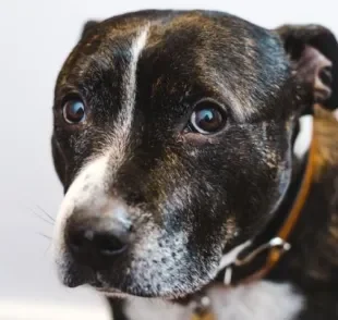 O cachorro triste normalmente pode ser sinal de um problema mais grave, como doenças