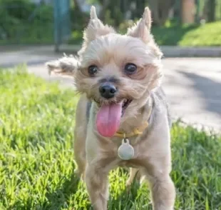 Pingente para coleira de cachorro com nome é muito importante, até mesmo dentro de casa