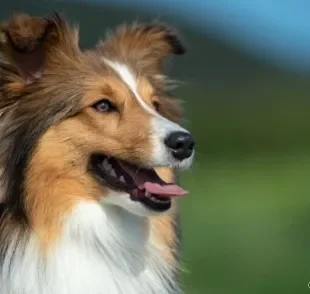 A raça de cachorro Collie tem um jeito tranquilo e convive muito bem com crianças