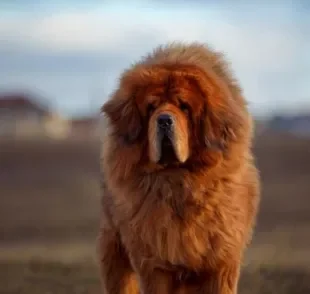 Conheça tudo sobre a personalidade do cachorro gigante Mastim Tibetano