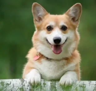 O Corgi é um cãozinho companheiro, amigável e muito obediente