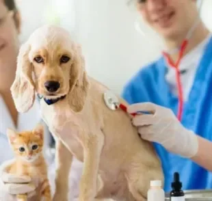 O veterinário pode atuar nas mais diversas áreas de promoção da saúde animal
