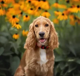 O filhote de Cocker é espirituoso, brincalhão e muito carinhoso