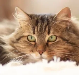 A FIV em gatos é uma doença causada por um retrovírus que precisa de tratamento enquanto o animal viver