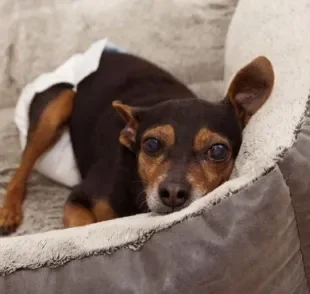 A fralda para cachorro é indicada em situações específicas, como quando o cão é idoso ou possui algum problema de locomoção