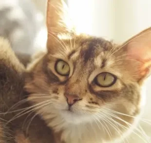 O gato Abissínio tem um jeitinho extremamente cativante e uma aparência peculiar