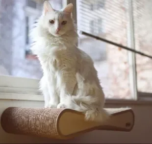 O gato Angorá é famoso por seus pelos longos, orelhas pontudas e porte elegante