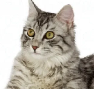O gato Angorá é muito popular e tem características únicas