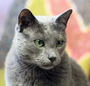  O Azul Russo é uma raça de gato super rara com características físicas peculiares
