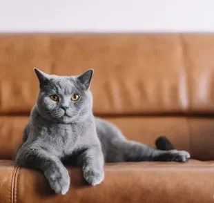 Raça de gato cinza: descubra quais são as mais comuns