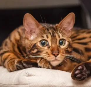 O gato Bengal tem um lado "selvagem" por conta do seu parentesco com os leopardos