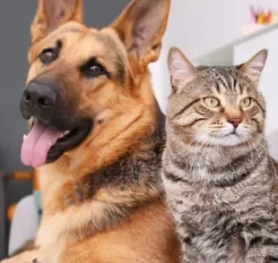 A depressão em gatos e cachorros costuma estar relacionada ao estresse provocado por questões externas que impactam a rotina deles