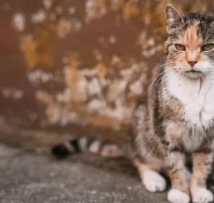 Gato idoso: comportamento não é a única mudança que ocorre com avanço da idade