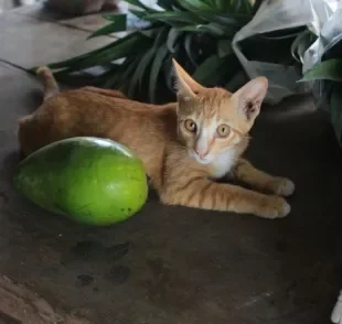 A manga para gatos é um alimento liberado, mas é preciso ter certos cuidados