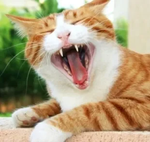 O gato troca de dente a partir dos três meses de vida em um processo que muitas vezes não percebemos