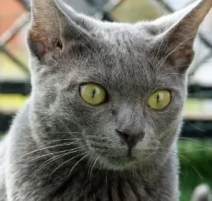 Korat: gato une a beleza a uma personalidade apaixonante