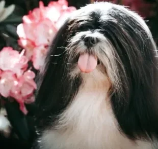 O Lhasa Apso é um cão de guarda em tamanho miniatura que faz muito sucesso