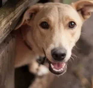 O bigode de cachorro possui terminações nervosas que funcionam como receptores táteis