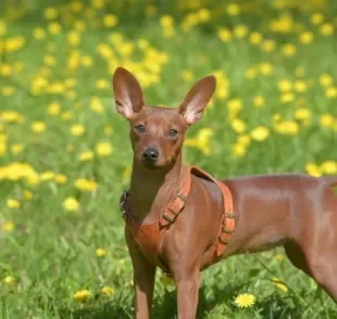 O Pinscher é uma ótima companhia dentro de casa por conta do seu jeito brincalhão e leal à família