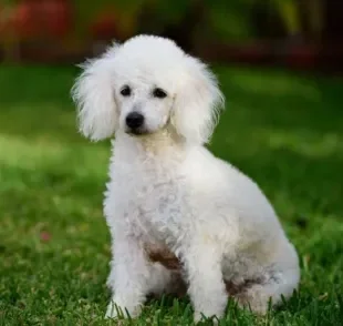  O filhote de Poodle é a companhia perfeita para qualquer família 