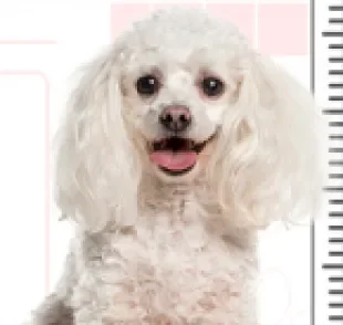 O cachorro Poodle tem um espaço no coração dos brasileiros, e não faltam motivos para isso